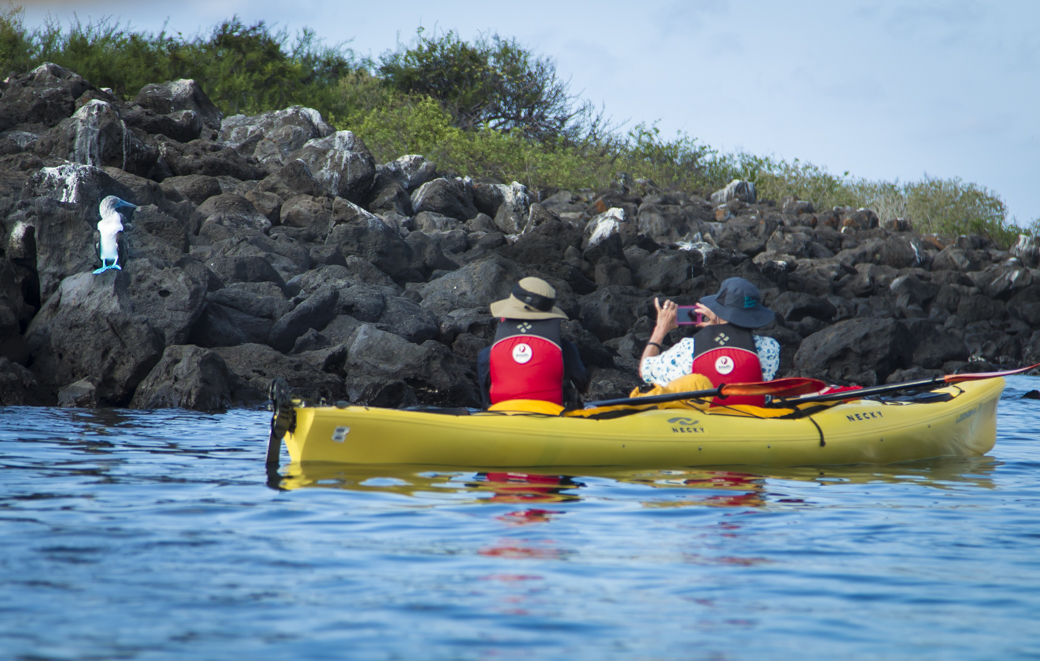 Galapagos kayakers photograph a blue footed boobie